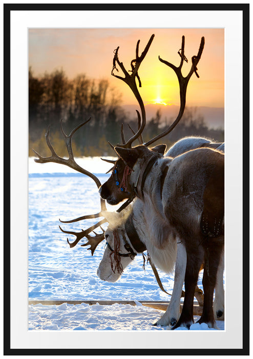 Pixxprint Zwei Rentiere im Schnee, im Galerie-Passepartout Bilderrahmen