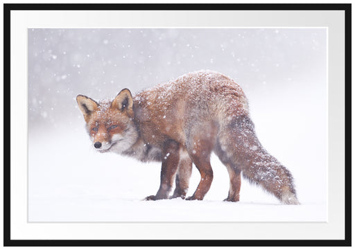 Roter Fuchs im Schneegestöber Passepartout 100x70