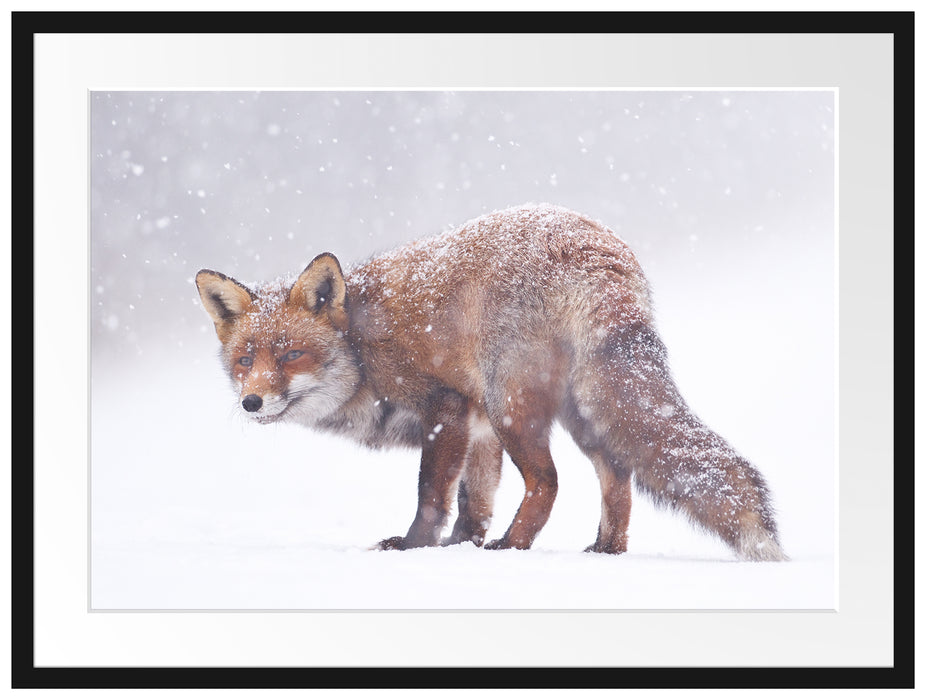 Roter Fuchs im Schneegestöber Passepartout 80x60