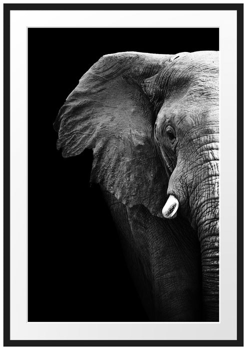 Elefant Porträt Passepartout 100x70