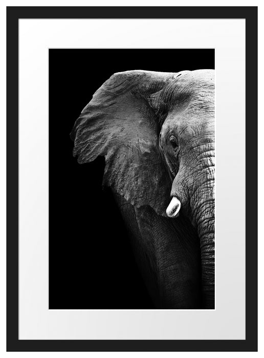 Elefant Porträt Passepartout 55x40