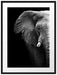 Elefant Porträt Passepartout 80x60