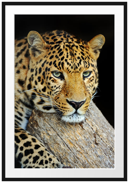 Pixxprint Ruhiger Leopard, im Galerie-Passepartout Bilderrahmen