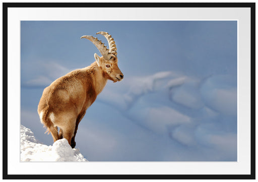 Steinbock im Schnee Passepartout 100x70