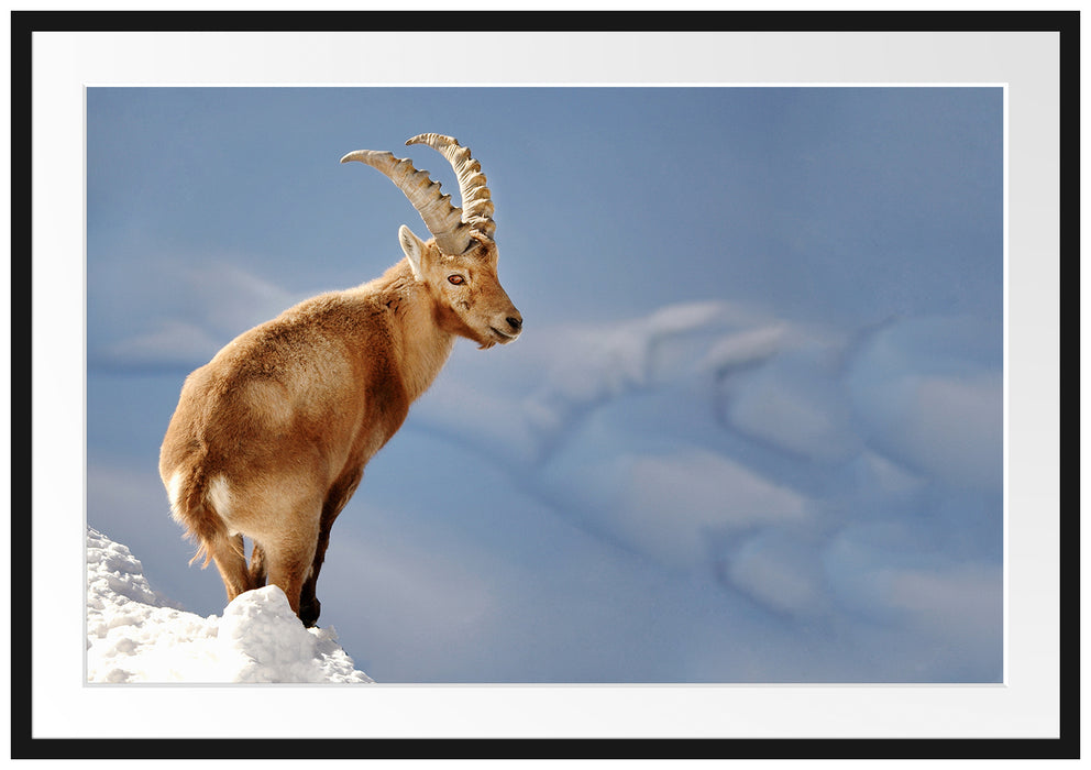 Pixxprint Steinbock im Schnee, im Galerie-Passepartout Bilderrahmen