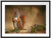 Freches Eichhörnchen mit Nuss Passepartout 80x60