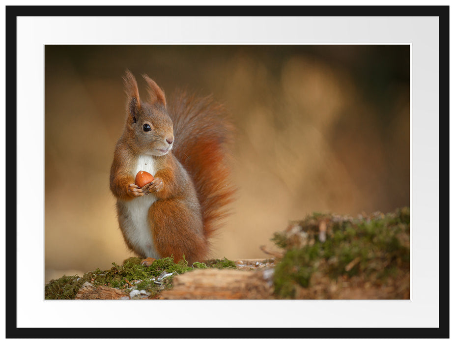 Freches Eichhörnchen mit Nuss Passepartout 80x60