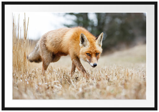 Schöner Fuchs Passepartout 100x70