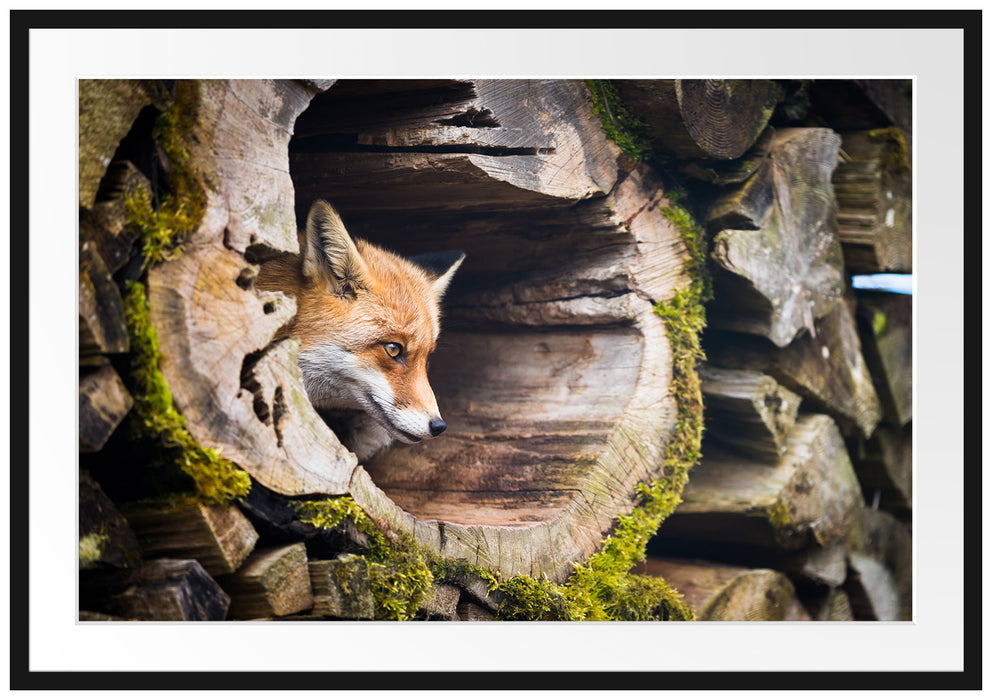 Pixxprint Fuchs im Baumstamm, im Galerie-Passepartout Bilderrahmen