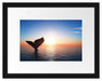 Walflosse im Sonnenuntergang Passepartout 38x30