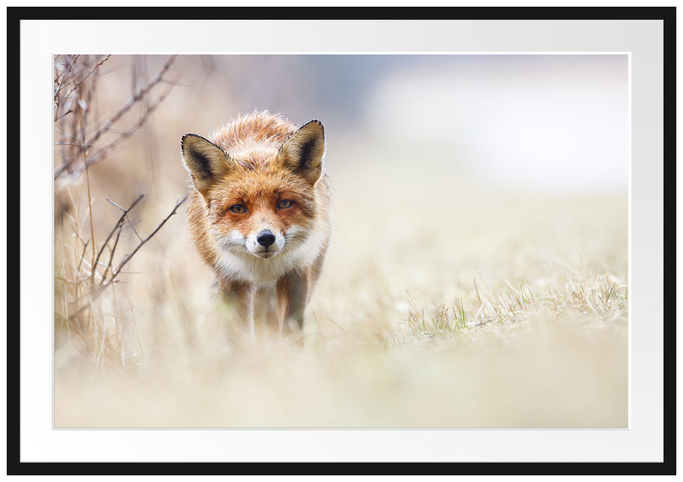 Pixxprint Schleichender fuchs, im Galerie-Passepartout Bilderrahmen