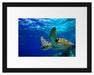 Schildkröte im Riff Passepartout 38x30