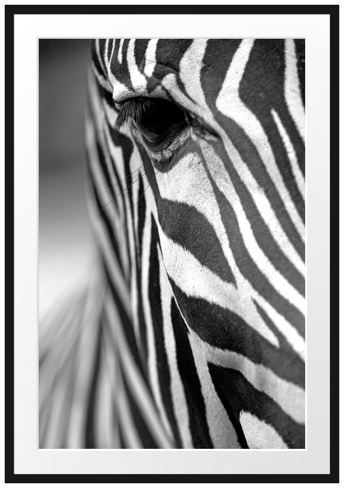 Pixxprint Zebra Nahaufnahme, im Galerie-Passepartout Bilderrahmen