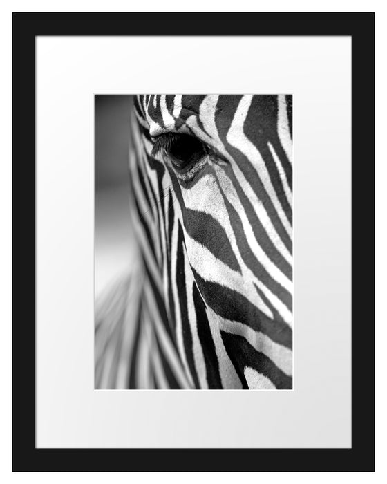 Zebra Nahaufnahme Passepartout 38x30