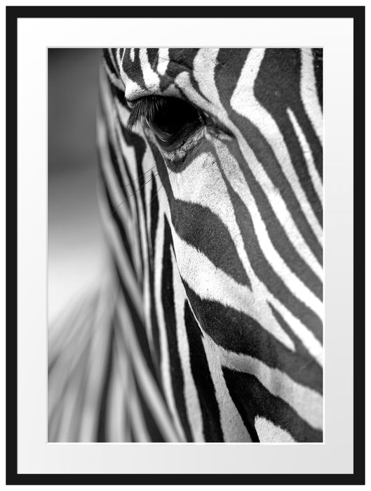Zebra Nahaufnahme Passepartout 80x60