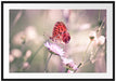 Bezaubernder Schmetterling Passepartout 100x70