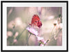 Bezaubernder Schmetterling Passepartout 80x60