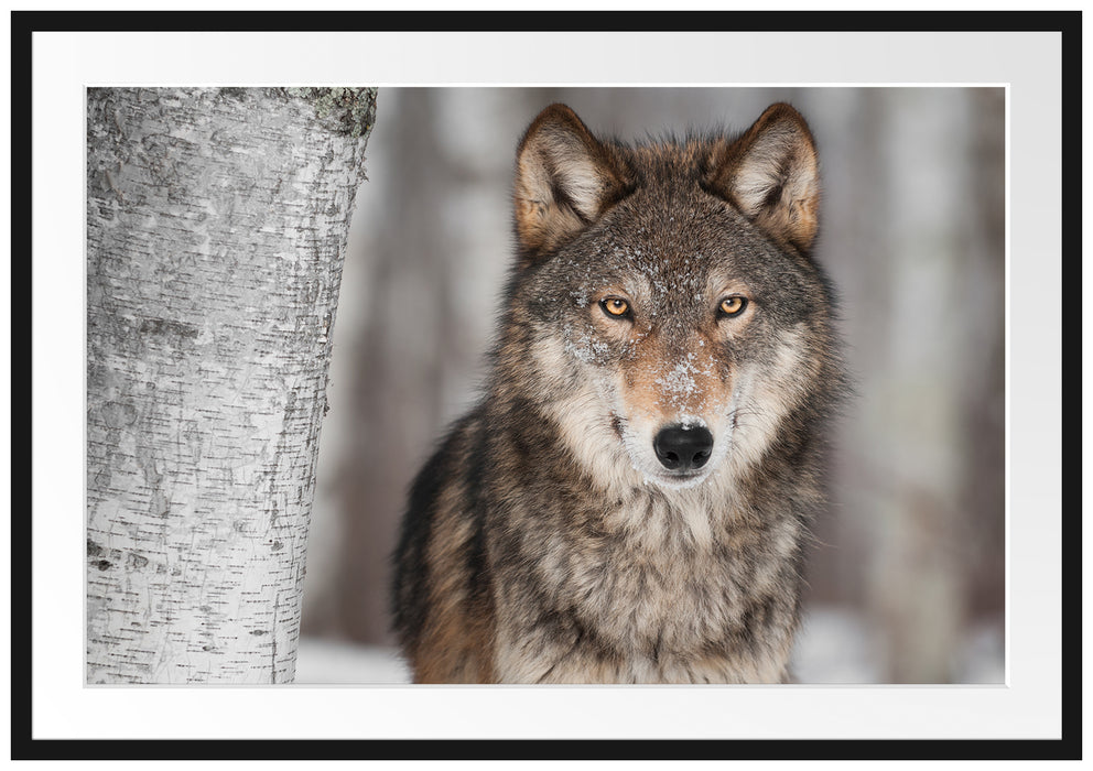 Wachsamer Wolf Passepartout 100x70