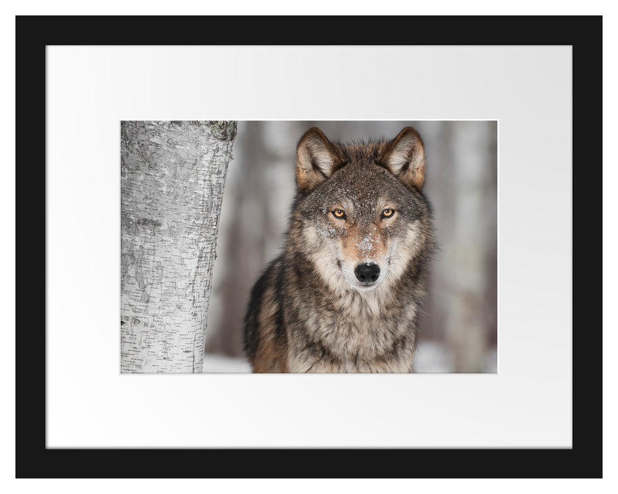 Wachsamer Wolf Passepartout 38x30