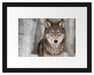 Wachsamer Wolf Passepartout 38x30