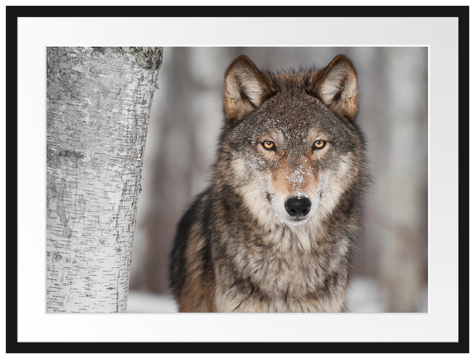 Wachsamer Wolf Passepartout 80x60