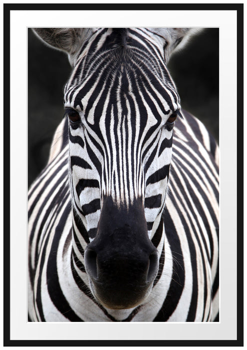 Pixxprint Zebra Porträt, im Galerie-Passepartout Bilderrahmen