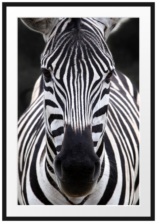 Zebra Porträt Passepartout 100x70