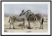 Schmusende Zebras Passepartout 100x70