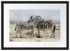 Schmusende Zebras Passepartout 55x40