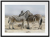 Schmusende Zebras Passepartout 80x60