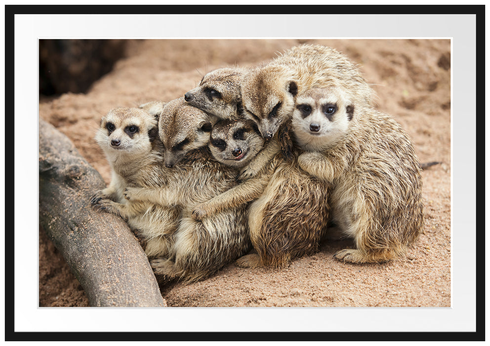 Pixxprint kuschelnde Erdmännchen, im Galerie-Passepartout Bilderrahmen