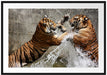Kämpfende Tiger im Wasser Passepartout 100x70