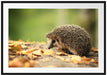 Igel im Laub Passepartout 100x70