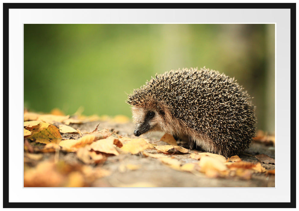 Pixxprint Igel im Laub, im Galerie-Passepartout Bilderrahmen