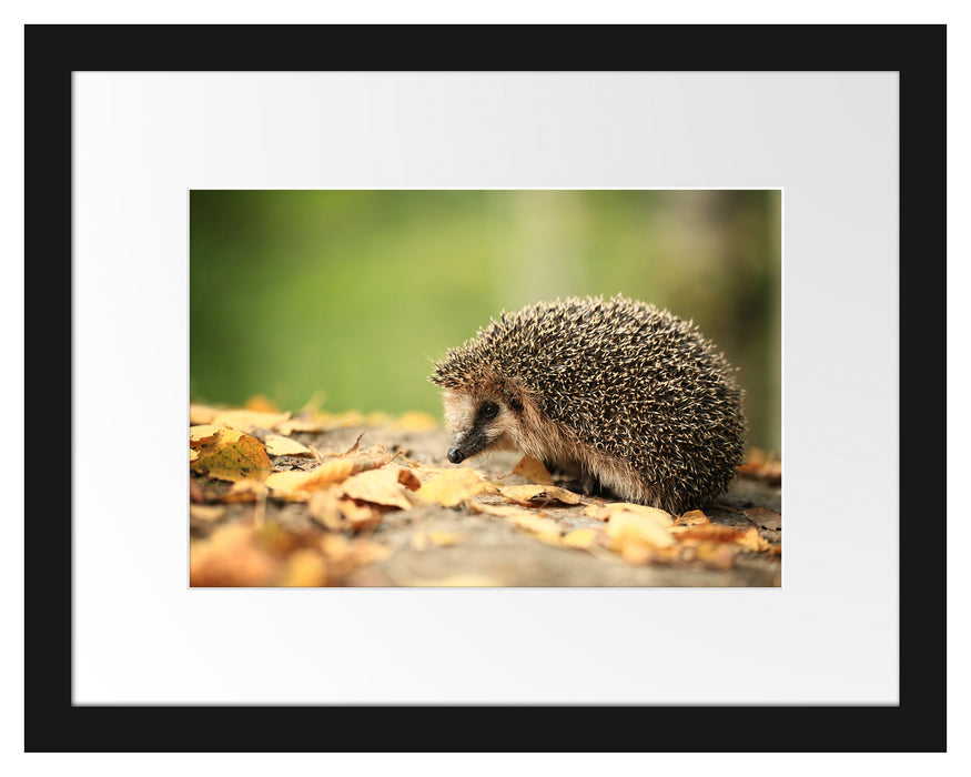 Igel im Laub Passepartout 38x30