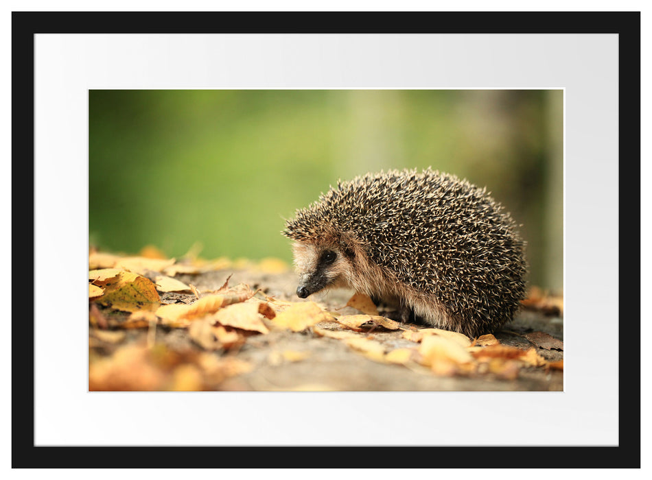 Igel im Laub Passepartout 55x40