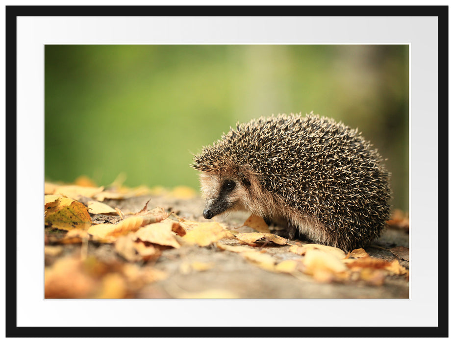 Igel im Laub Passepartout 80x60