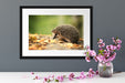 Igel im Laub Passepartout Wohnzimmer