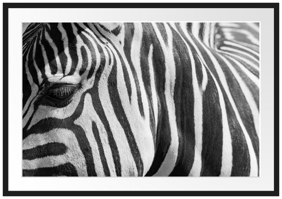 Pixxprint Zebra Porträt, im Galerie-Passepartout Bilderrahmen