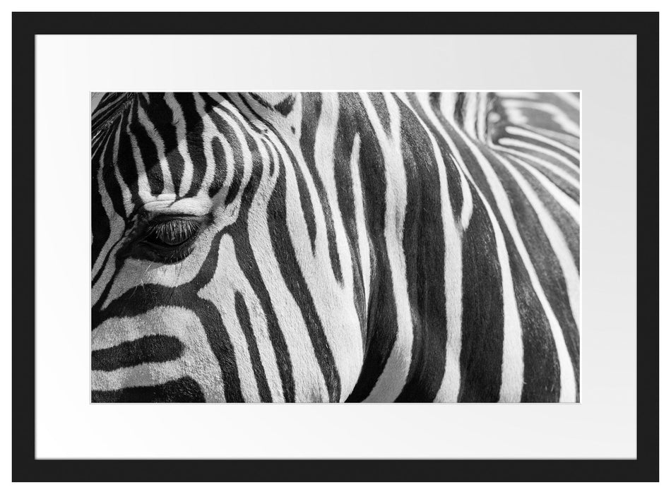 Zebra Porträt Passepartout 55x40