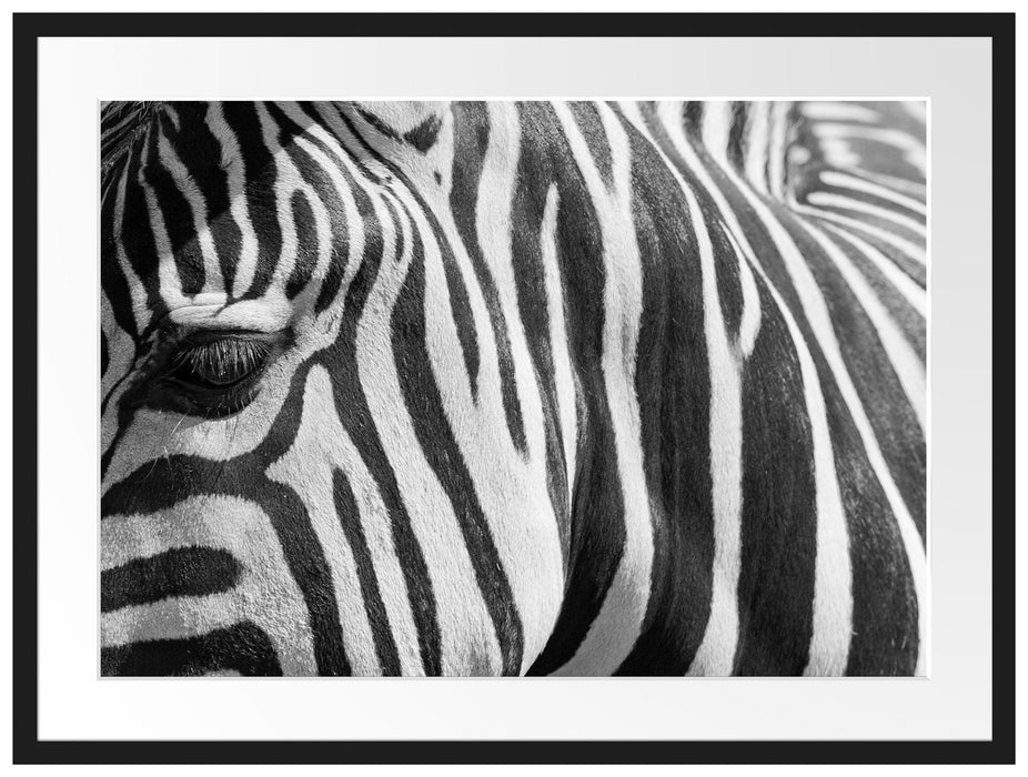 Zebra Porträt Passepartout 80x60