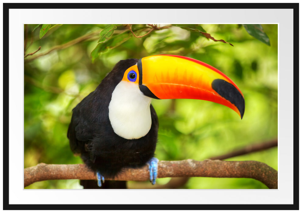 Pixxprint Exotischer Tukan, im Galerie-Passepartout Bilderrahmen