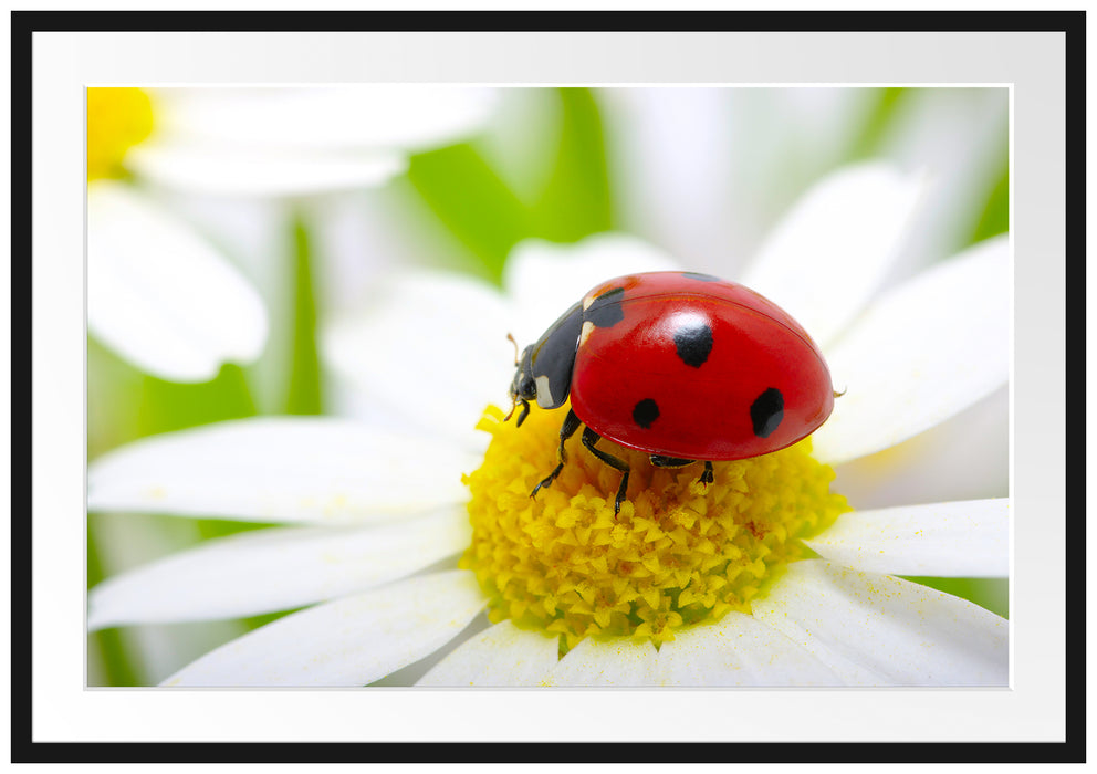 Pixxprint Marienkäfer auf Gänseblümchen, im Galerie-Passepartout Bilderrahmen