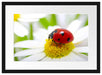 Marienkäfer auf Gänseblümchen Passepartout 55x40