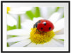 Marienkäfer auf Gänseblümchen Passepartout 80x60