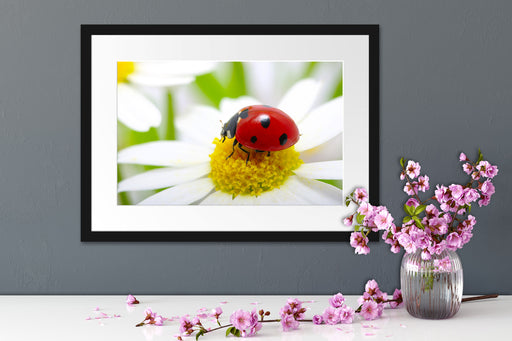 Marienkäfer auf Gänseblümchen Passepartout Wohnzimmer