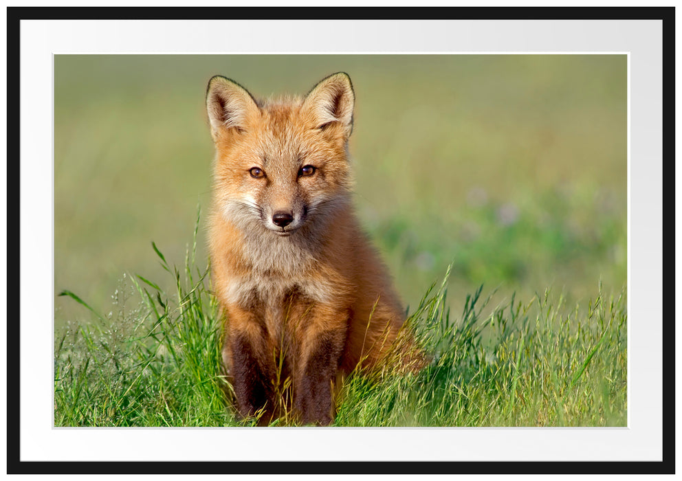 Pixxprint Kleiner Fuchs, im Galerie-Passepartout Bilderrahmen