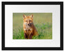 Kleiner Fuchs Passepartout 38x30
