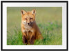 Kleiner Fuchs Passepartout 80x60