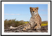 Gepard in Savanne Passepartout 100x70